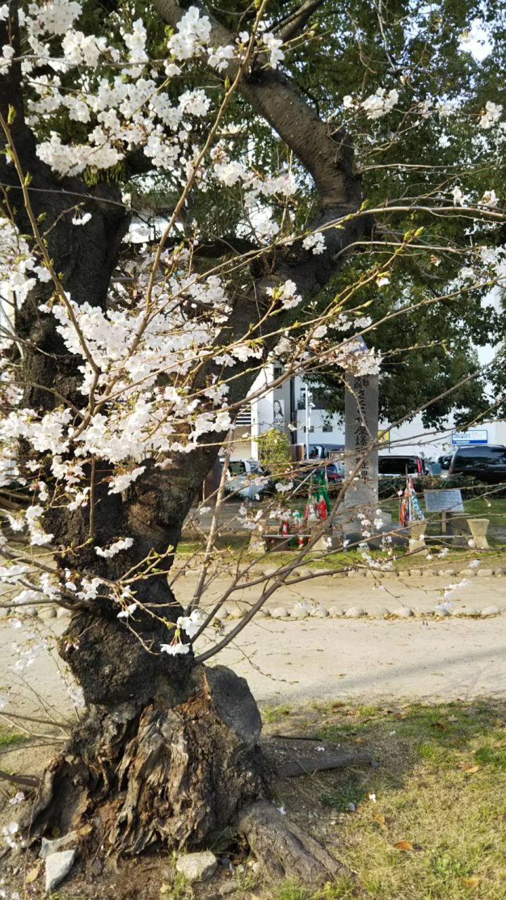 みうらラタン近く、平和大通りの桜