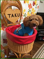 お客様の声 犬チェア
